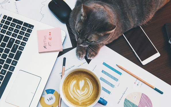 Social Media Manager in Surrey and London cat and work desk layout with coffee